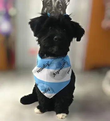 BANDANA CANINE COUTURE TODAS y ARGENTINA