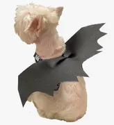 [ALASCHICAS] DISFRAZ HALLOWEEN ALAS BATMAN CANINE COUTURE (XS/S)