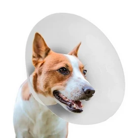 COLLAR ISABELINO T5