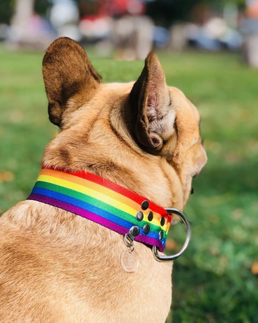 COLLAR SEMIAHORQUE FORRADO ESTAMPA