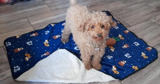 MANTA BENJI POLAR CHICA 50*70CM